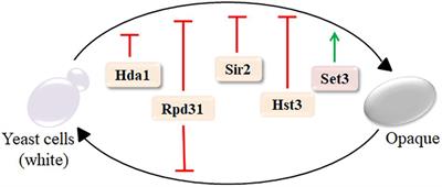 Protein Acetylation/Deacetylation: A Potential Strategy for Fungal Infection Control